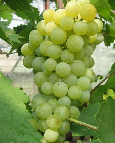 The best table grapes