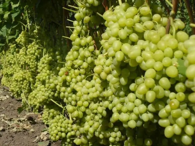 The best table grapes