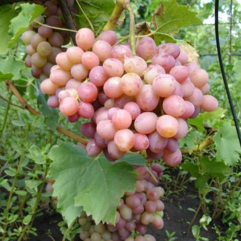 The best table grapes