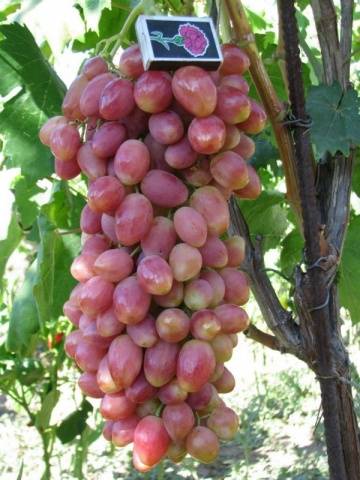 The best table grapes