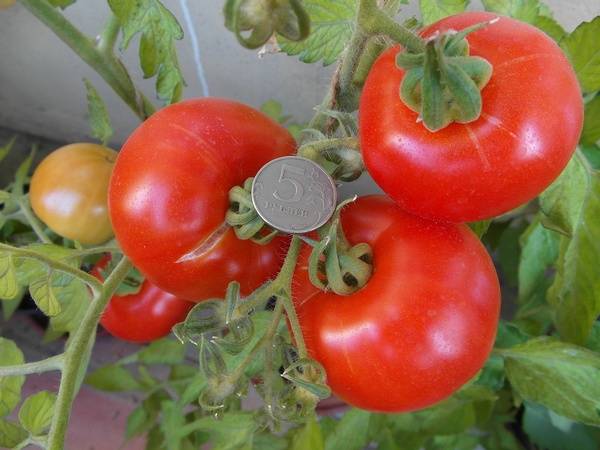 The best tomatoes of Siberian selection for open ground