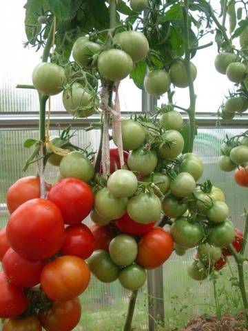 The best tomatoes of Siberian selection for open ground