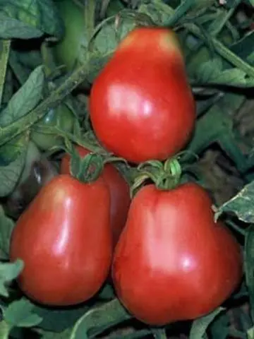 The best tomatoes of Siberian selection for open ground