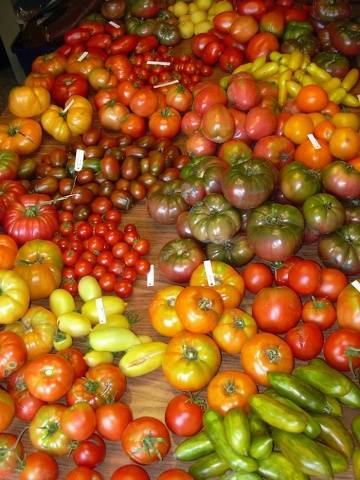 The best tomatoes of Siberian selection for open ground