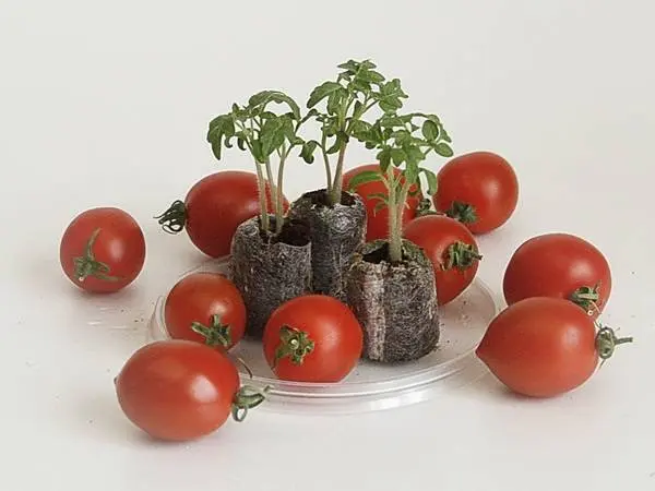 The best tomatoes of Siberian selection for open ground