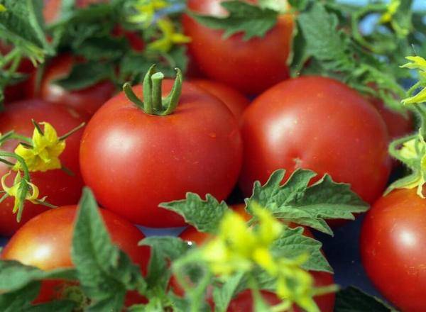 The best tomatoes of Siberian selection for open ground