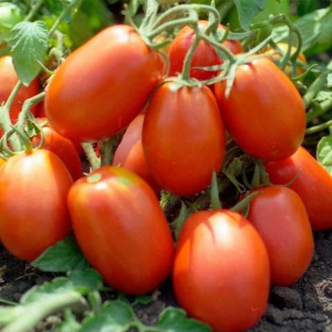 The best tomatoes of Siberian selection for open ground