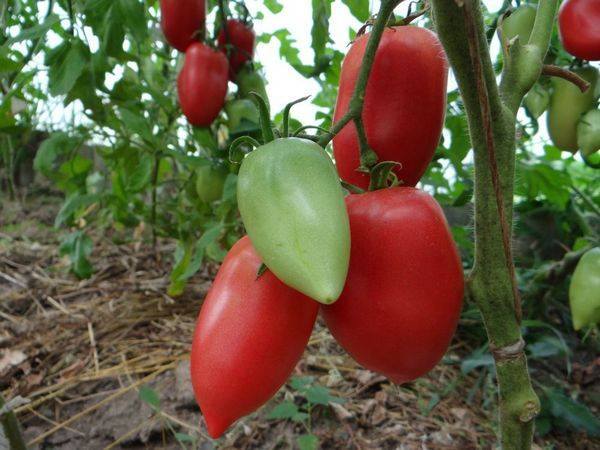 The best tomatoes of Siberian selection for open ground