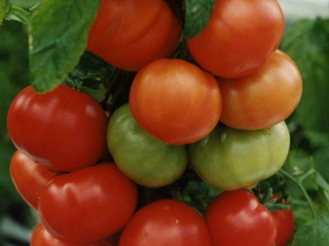 The best tomatoes of Siberian selection for open ground