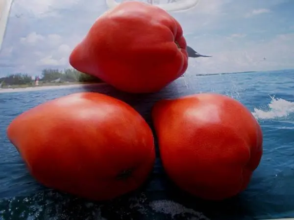 The best tomatoes of Siberian selection for open ground