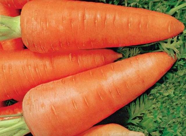 The best varieties and hybrids of carrots