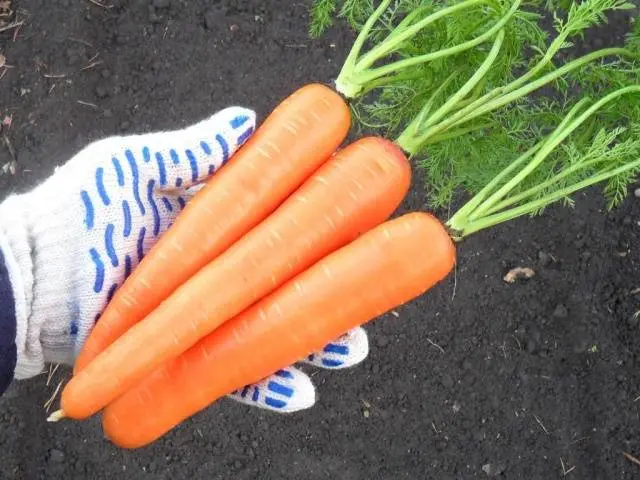 The best varieties and hybrids of carrots