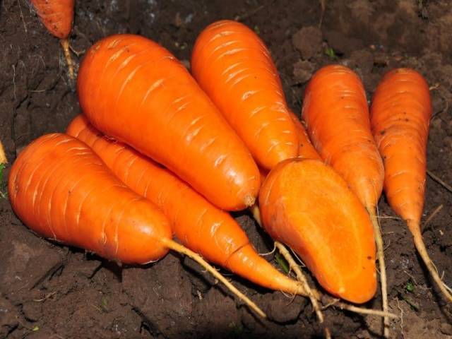 The best varieties and hybrids of carrots