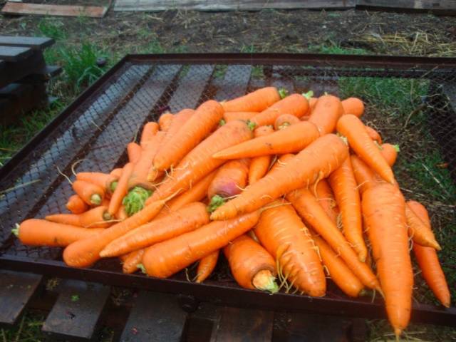 The best varieties and hybrids of carrots