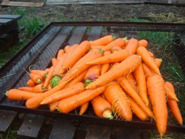 The best varieties and hybrids of carrots