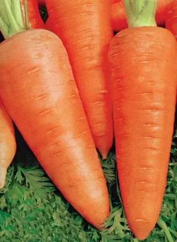 The best varieties and hybrids of carrots