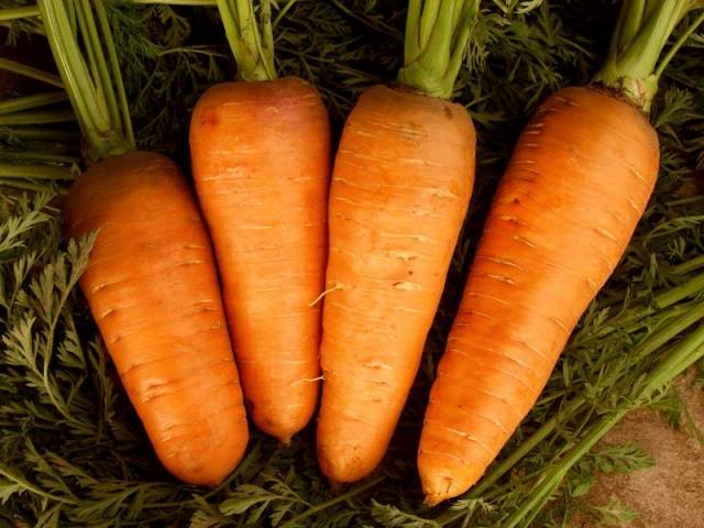 The best varieties and hybrids of carrots