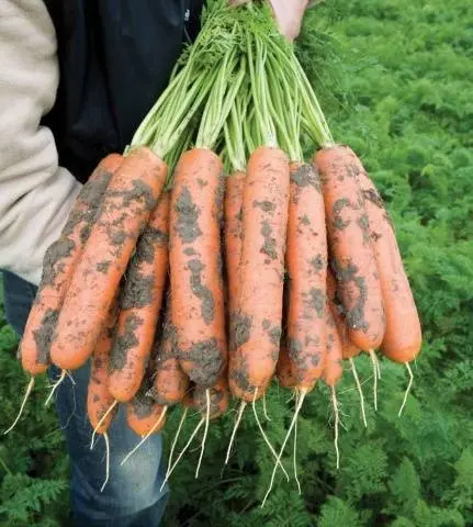 The best varieties and hybrids of carrots