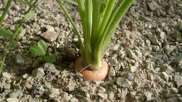 The best varieties and hybrids of carrots