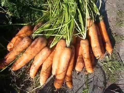 The best varieties and hybrids of carrots