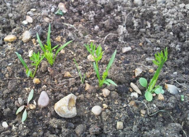 The best varieties and hybrids of carrots