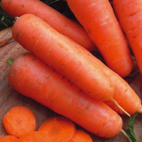 The best varieties and hybrids of carrots