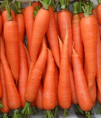 The best varieties and hybrids of carrots