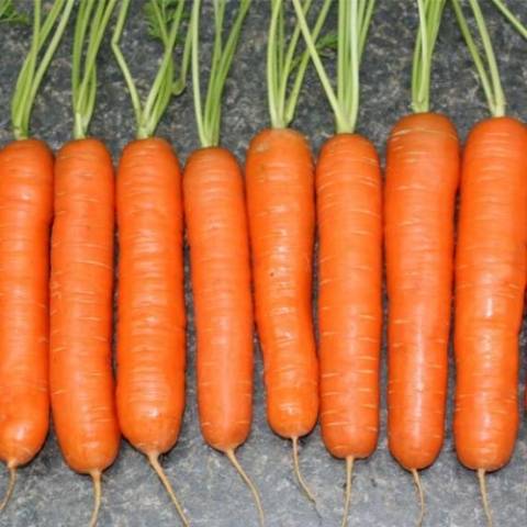 The best varieties and hybrids of carrots