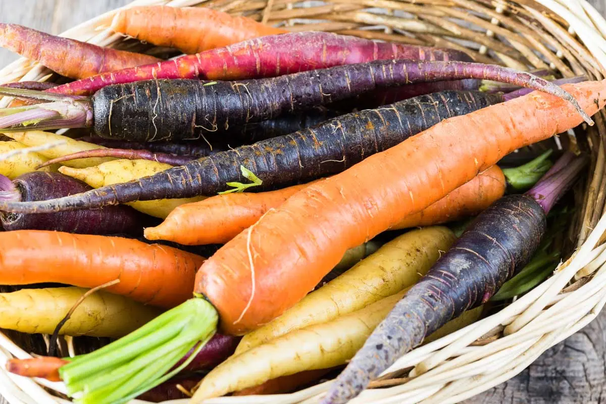 The best varieties and hybrids of carrots