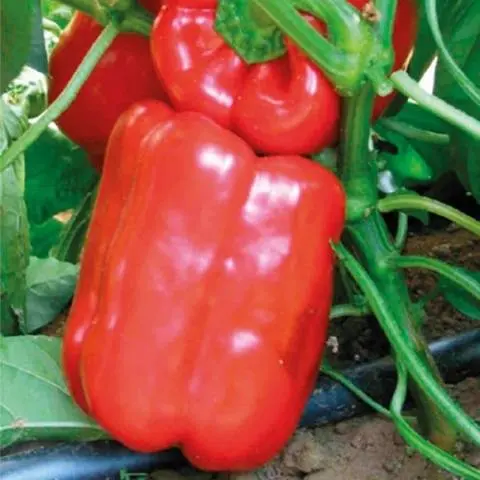 The best varieties and hybrids of pepper