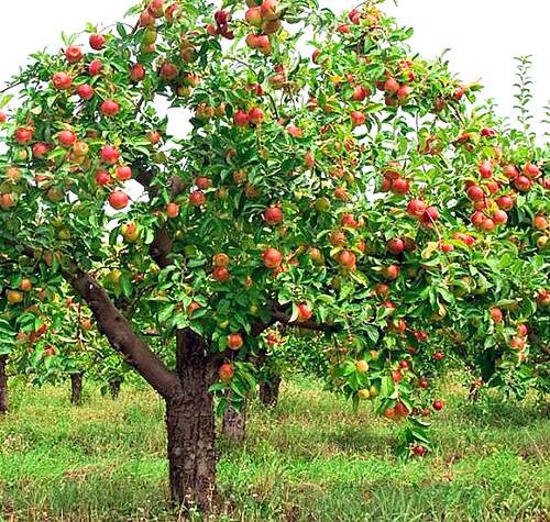 The best varieties of apple trees for the Moscow region: photo description