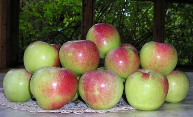 The best varieties of apple trees for the Moscow region: photo description