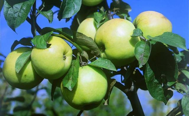 The best varieties of apple trees for the Moscow region: photo description