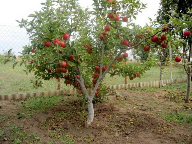 The best varieties of apple trees for the Moscow region: photo description