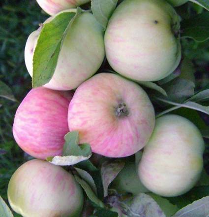 The best varieties of apple trees for the Moscow region: photo description