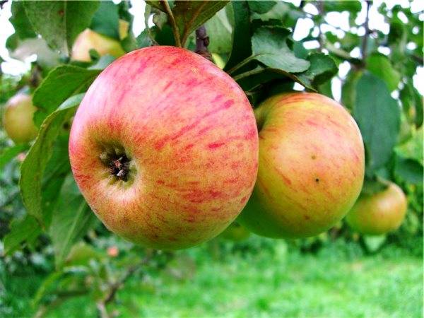 The best varieties of apple trees for the Moscow region: photo description