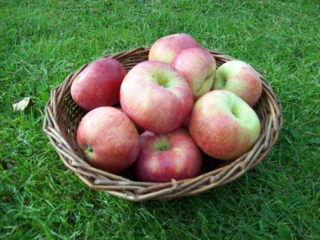 The best varieties of apple trees for the Moscow region: photo description