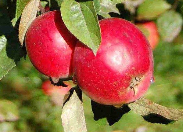 The best varieties of apple trees for the Moscow region: photo description