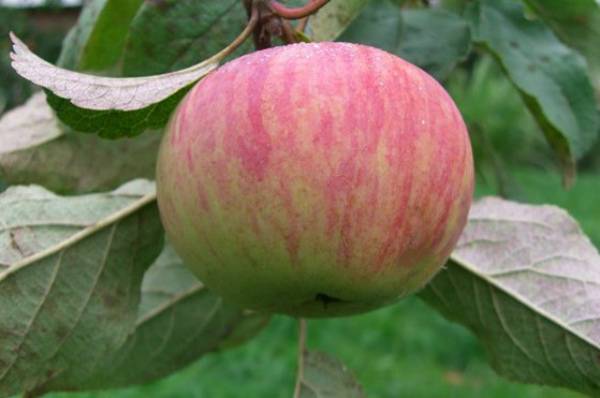 The best varieties of apple trees for the Moscow region: photo description