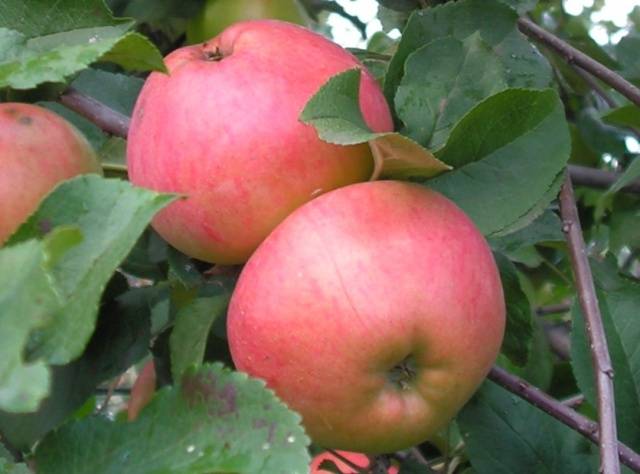 The best varieties of apple trees for the Moscow region: photo description