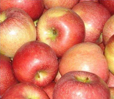 The best varieties of apple trees for the Moscow region: photo description