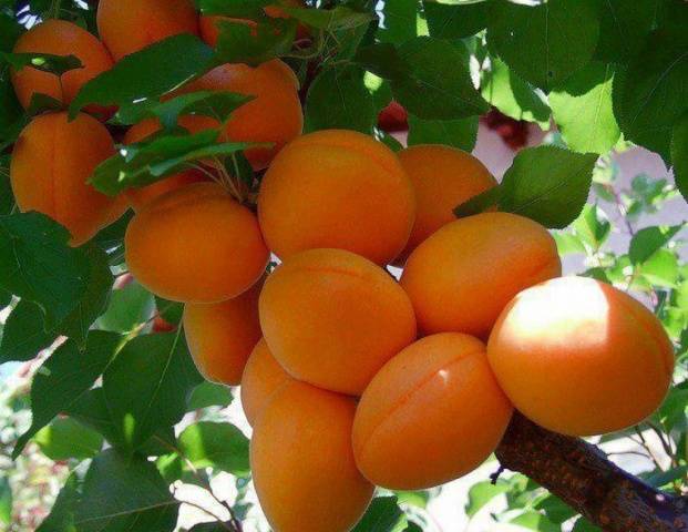 The best varieties of apricots