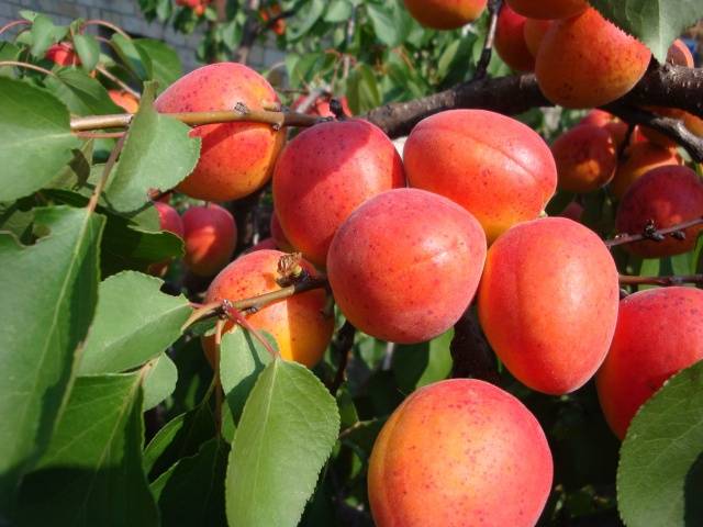 The best varieties of apricots