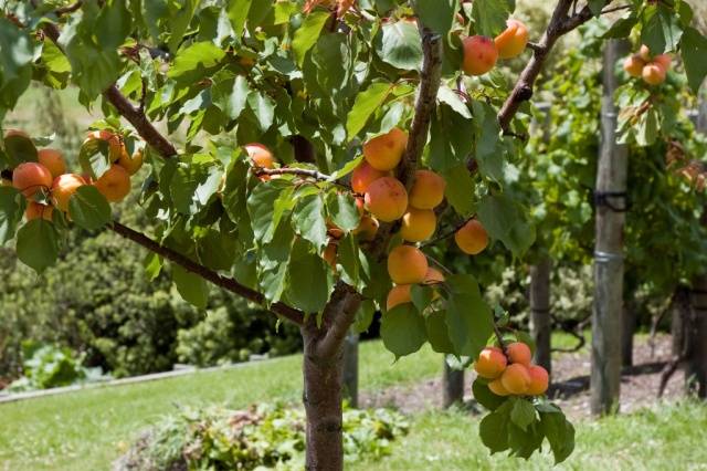 The best varieties of apricots