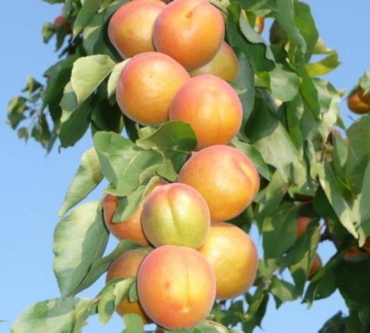 The best varieties of apricots