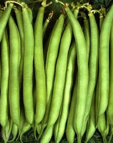 The best varieties of asparagus beans