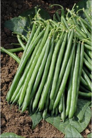 The best varieties of asparagus beans