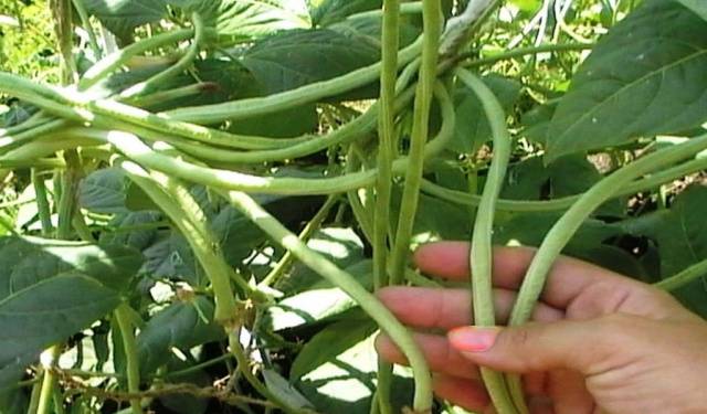 The best varieties of asparagus beans