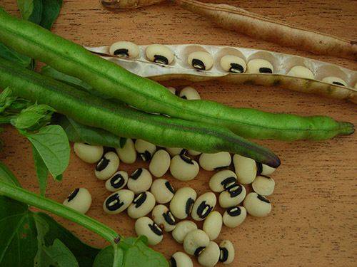 The best varieties of asparagus beans