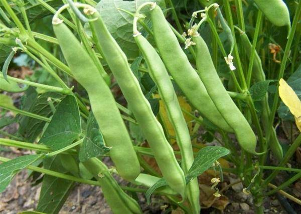 The best varieties of asparagus beans